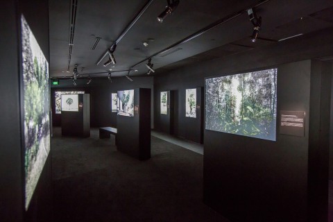 Robert Zhao Renhui and TeamLab: Glass Rotunda at National Museum of Singapore | ArtAsiaPacific